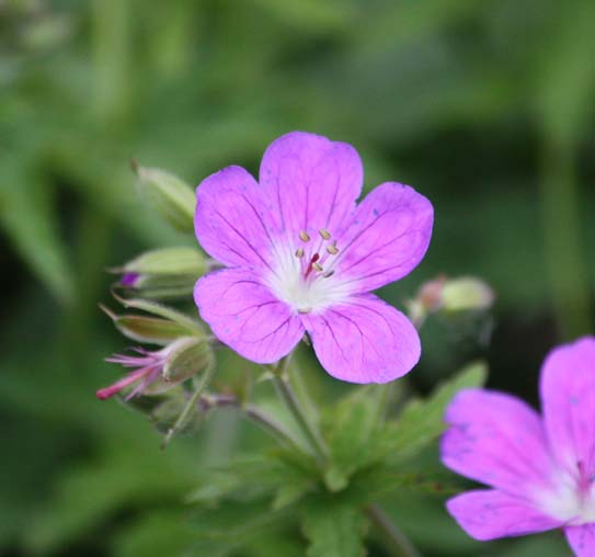 Geranium sylvaticum