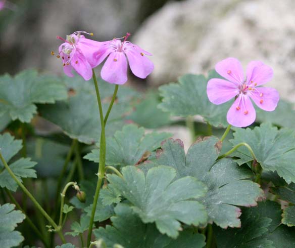 Geranium glaberrimum