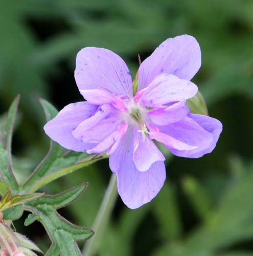 Geranium pratense