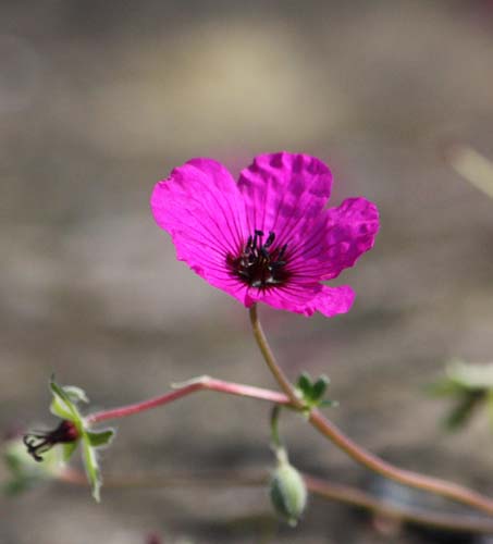 Geranium cinereum