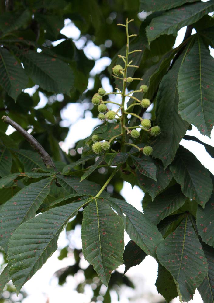 Horse Chestnut