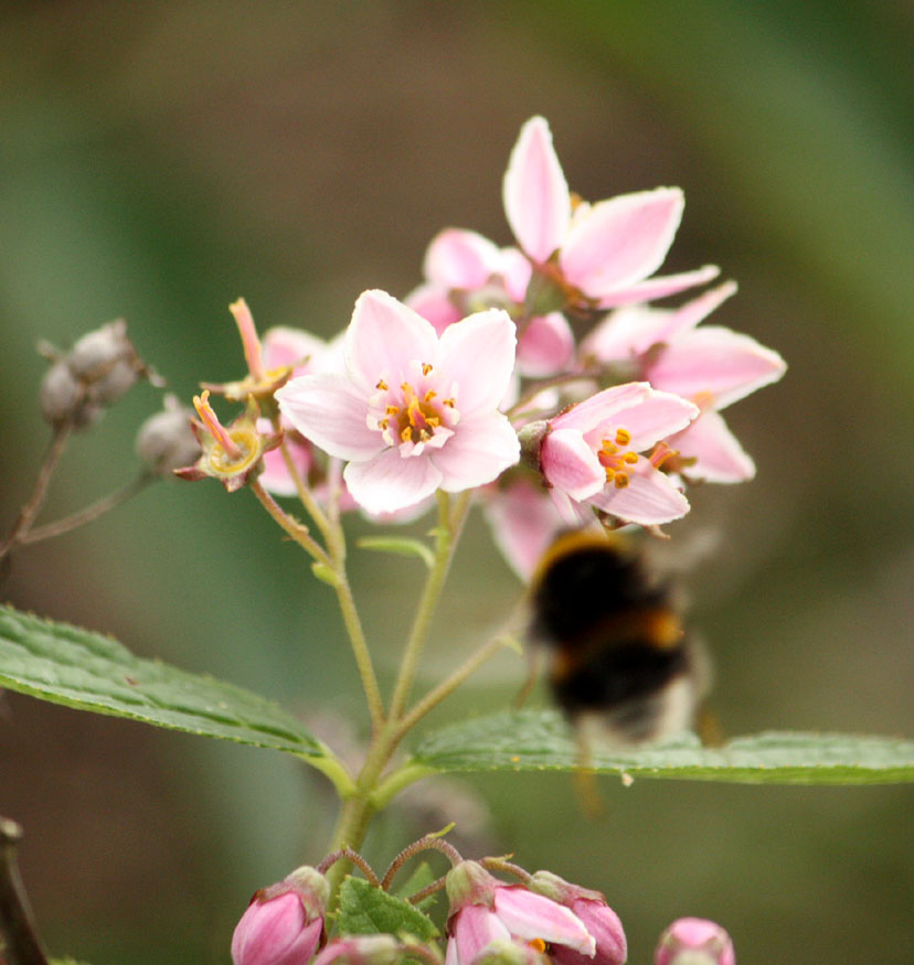 Deutzia longifolia