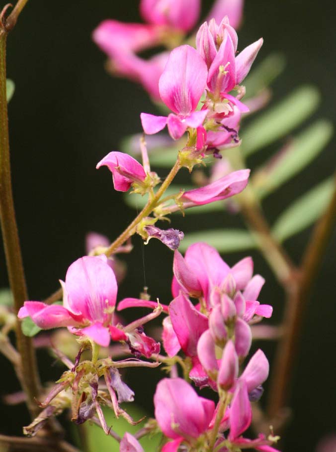 Indigofera szechuensis