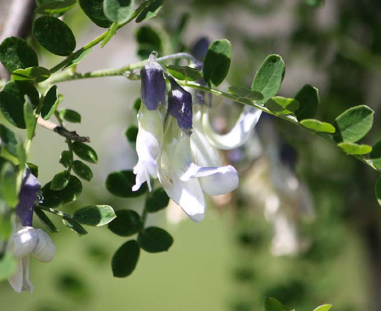 Sophora davidii