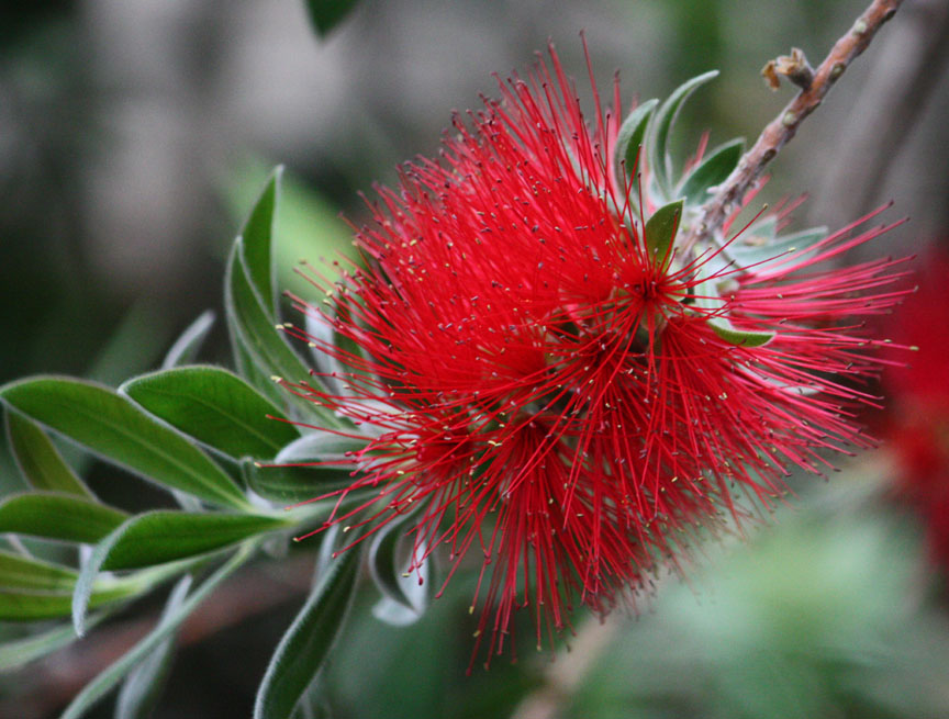 Callistemon comboynensis