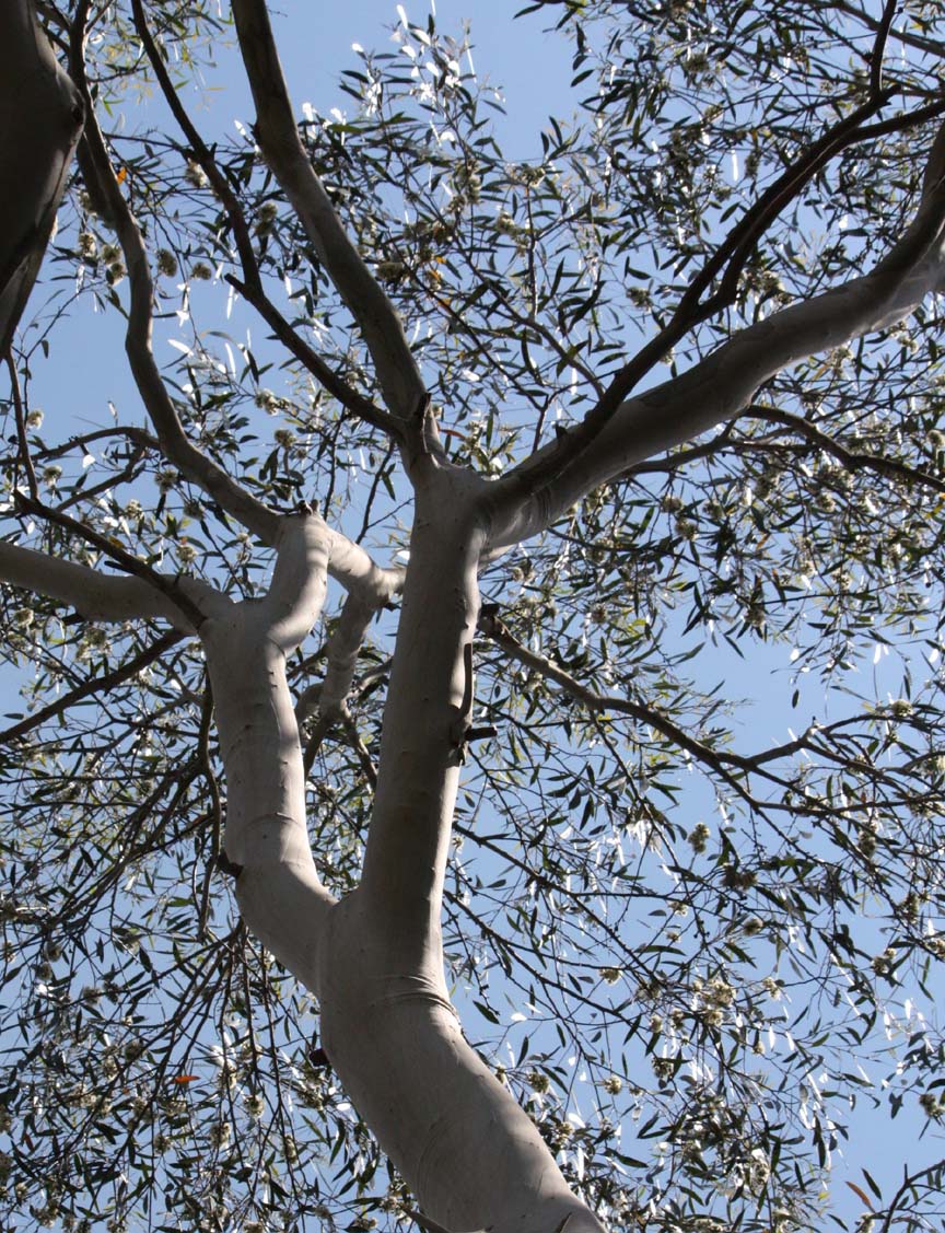 Snow gum