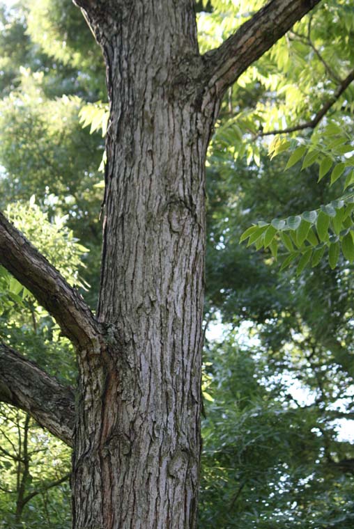 Chinese Cedar