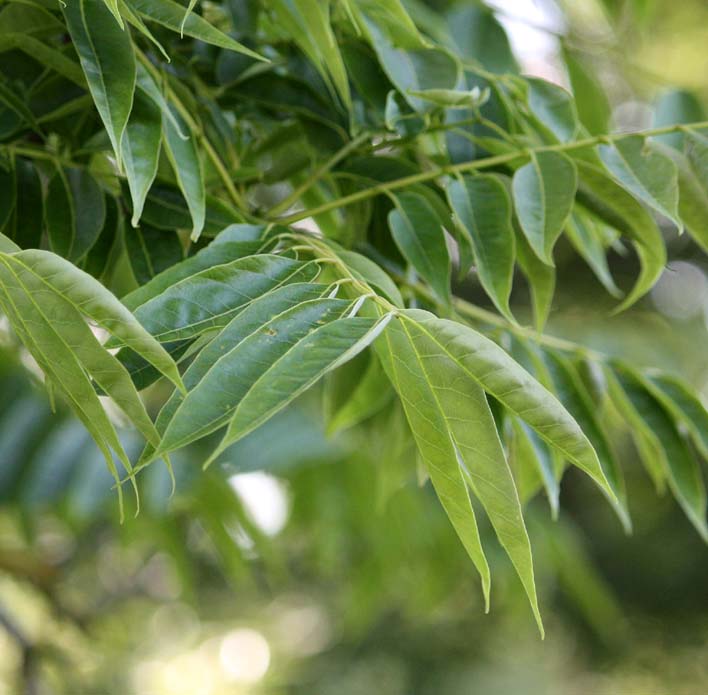 Chinese Cedar