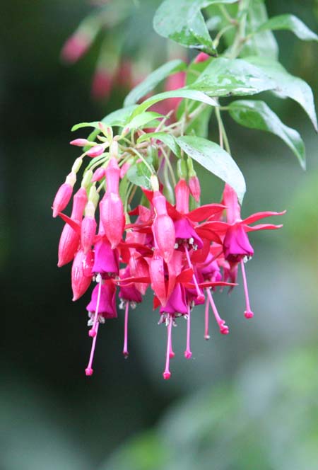 Fuchsia magellanica@~lycioides