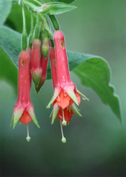 Fuchsia sp.