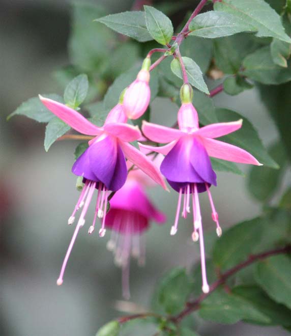 Fuchsia sp.