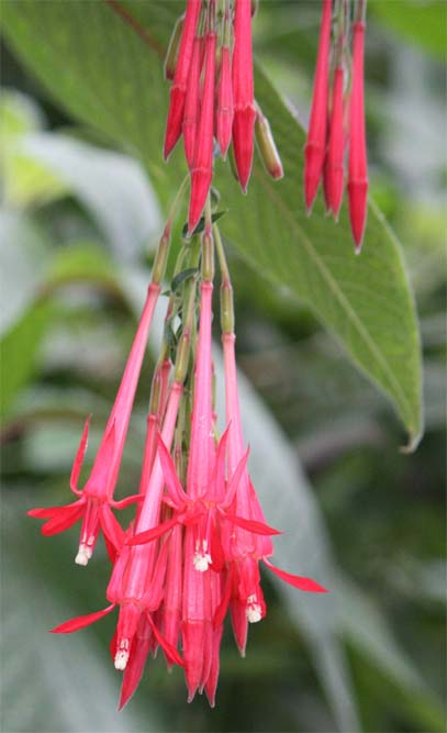 Fuchsia boliviana