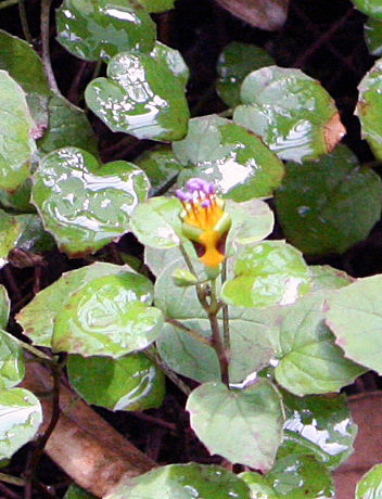 Fuchsia procumbens