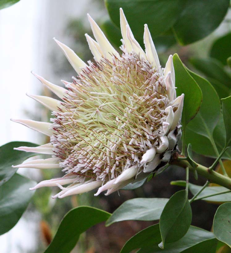 Protea cynaroides