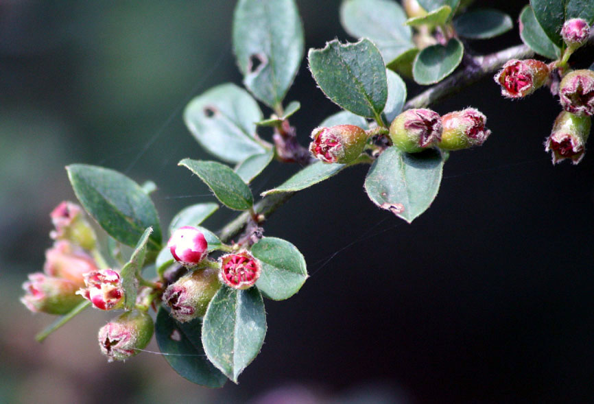 Cotoneaster marroninus