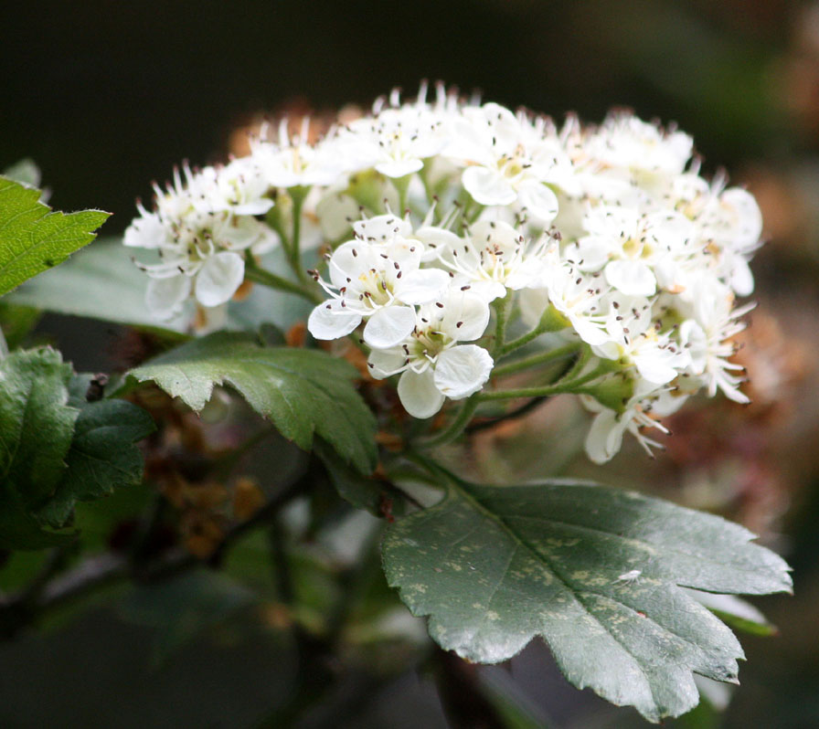 Crataegus pentagyna