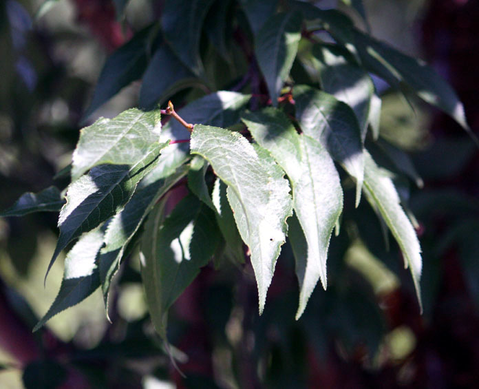 Tibetan Cherry