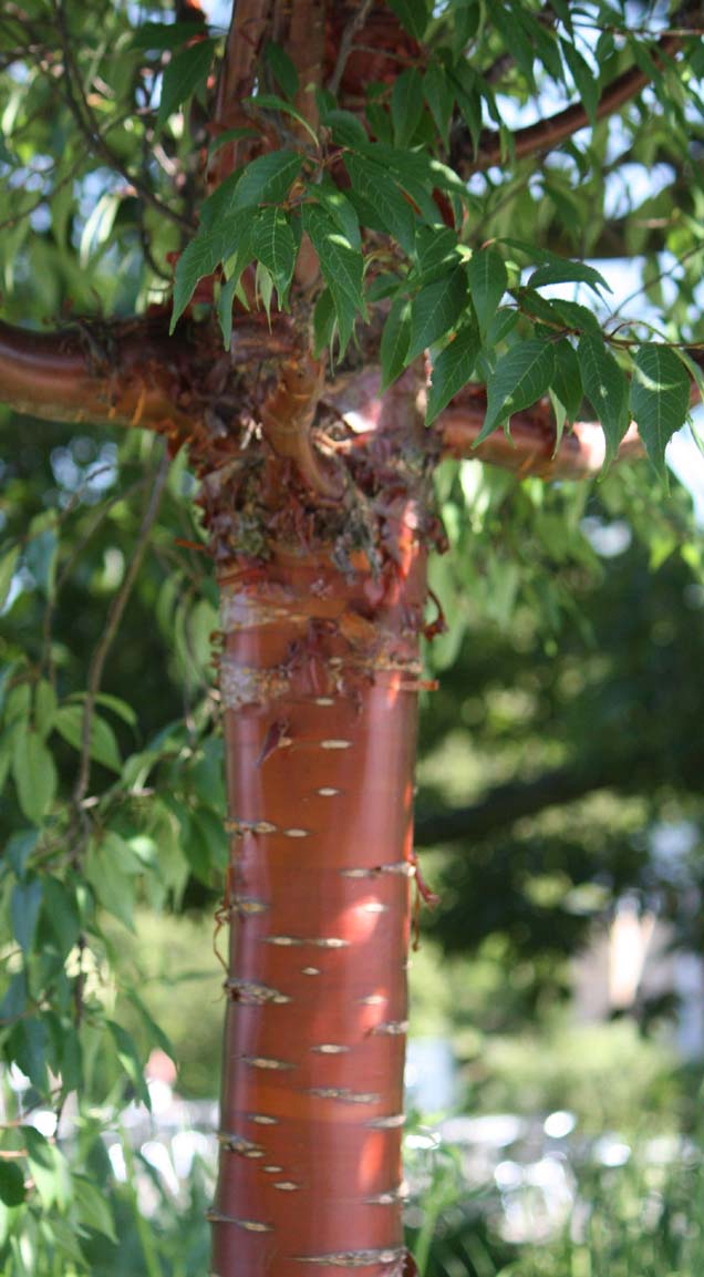 Tibetan Cherry