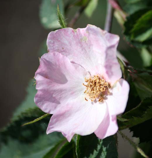 Rosa canina