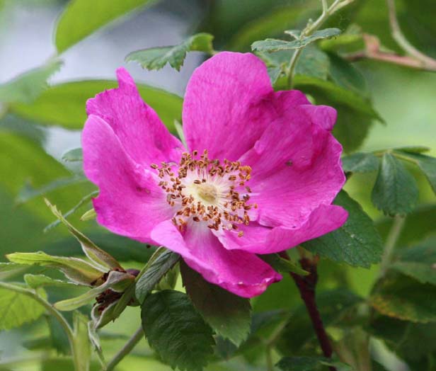 Rosa amblyotis