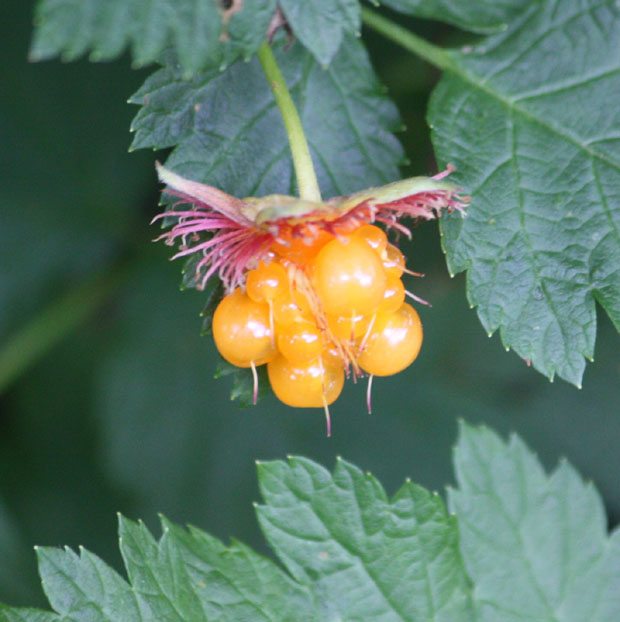 Rubus spectabilis