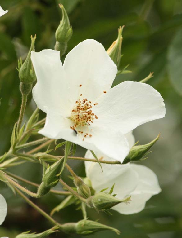 Rosa brunonii