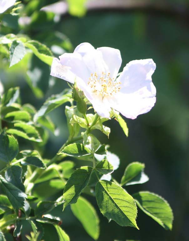 Rosa gallica