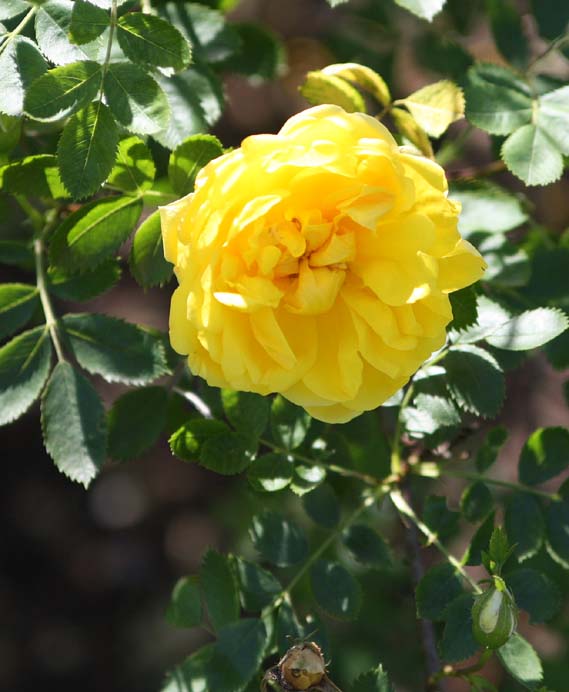 Rosa sp.