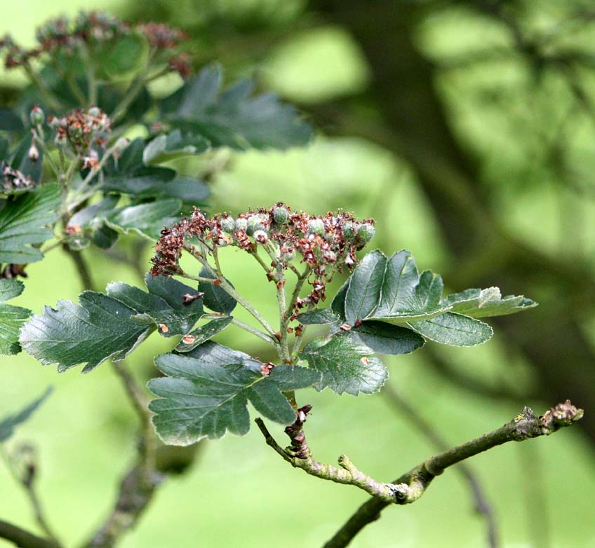 Sorbus pseudofennica