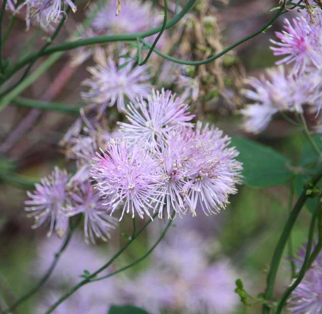 Thalictrum calabricum