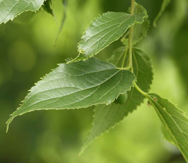 Celtis australis