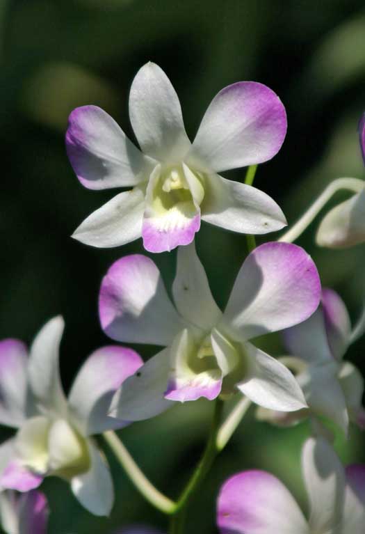 Dendrobium Toh Pink