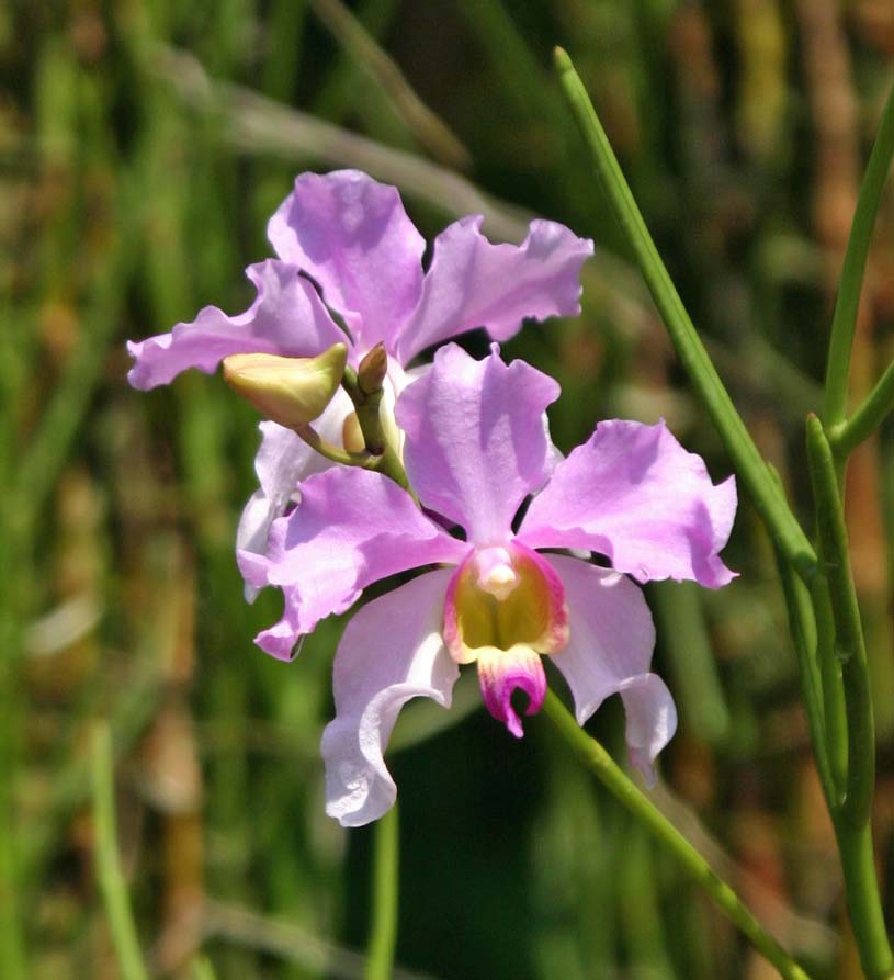 Vanda Miss Joaquim