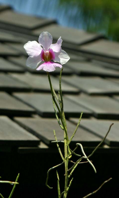 Vanda Miss Joaquim