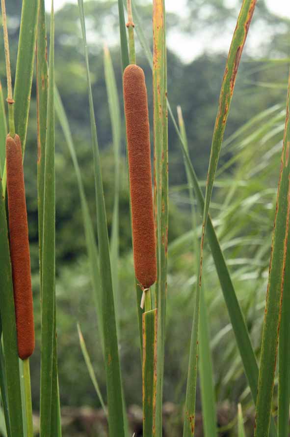 Typha angustifolia