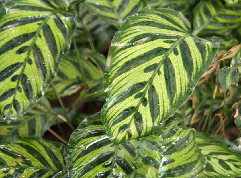 Calathea makoyana