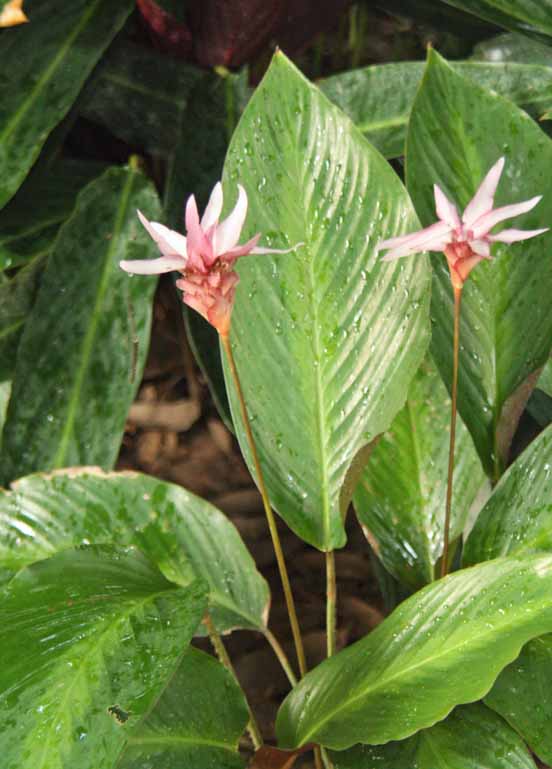 Calathea loeseneri