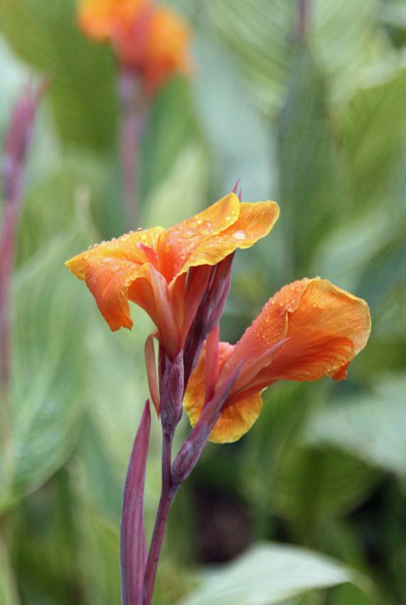 Canna generalis