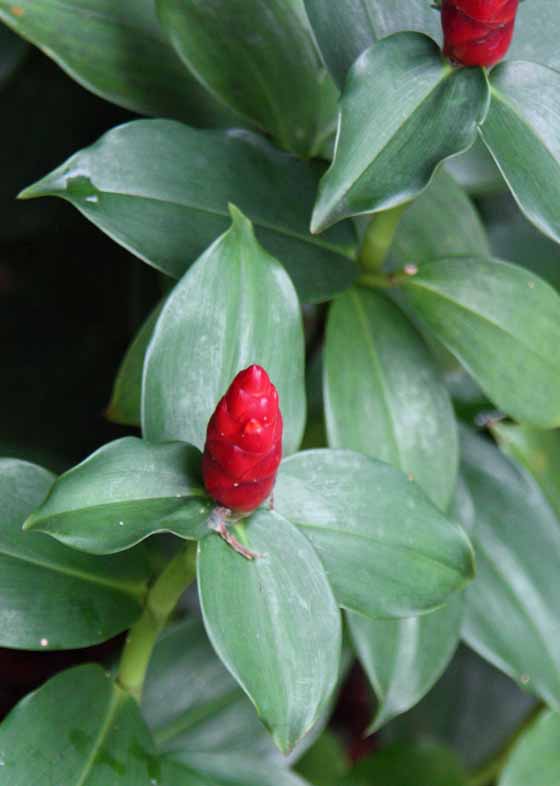 Costus woodsonii