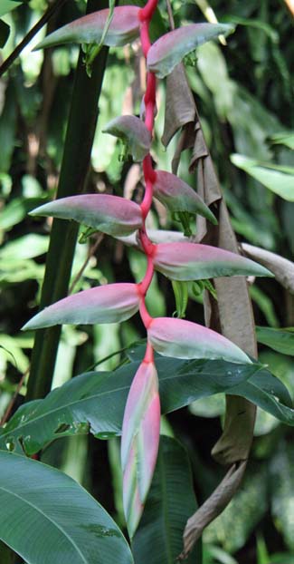 Heliconia sp.