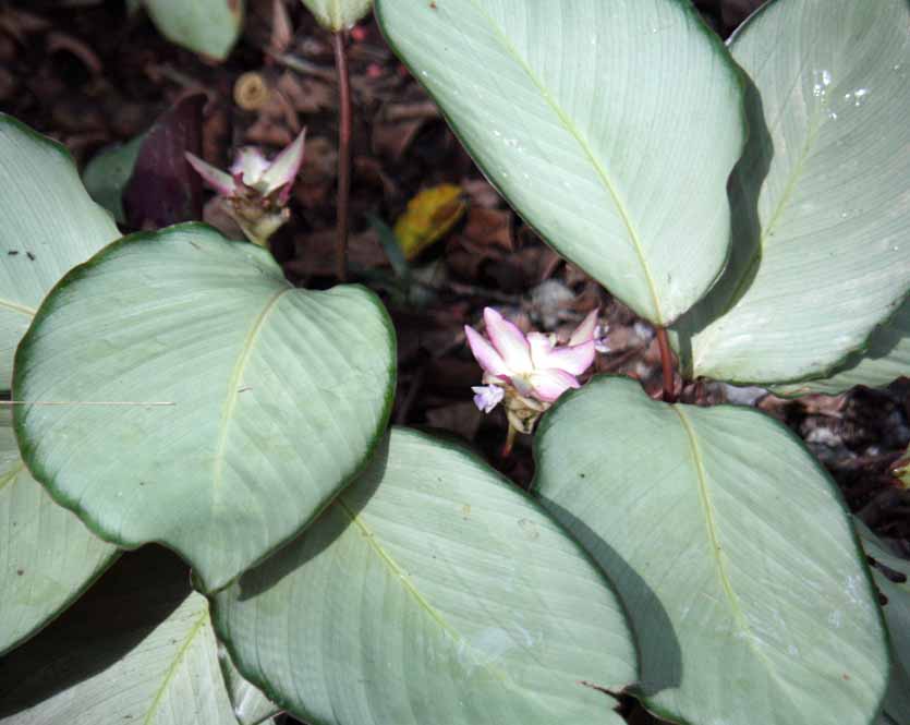 Calathea loeseneri