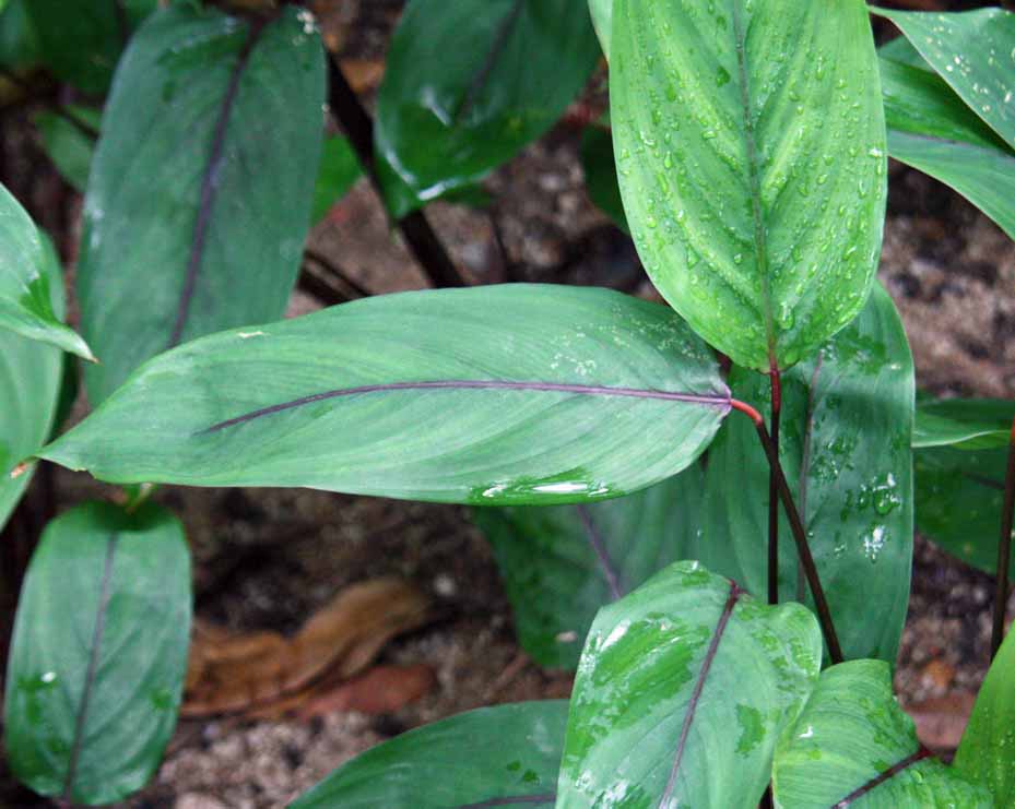 Maranta arundinacea