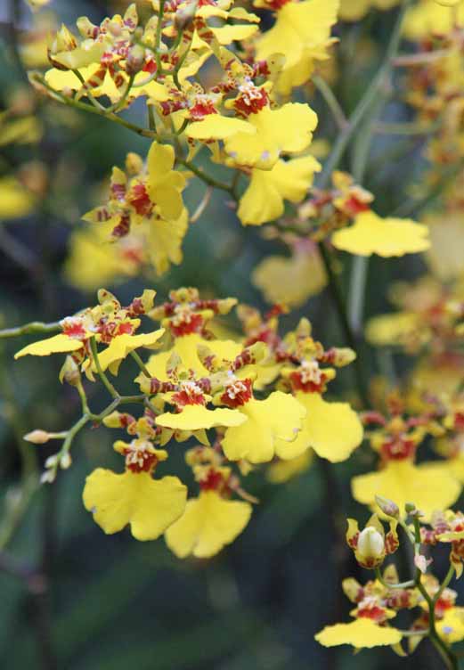 Oncidium Goldiana