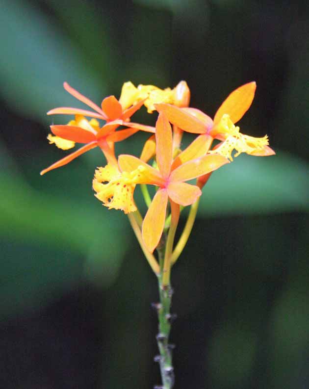 Epidendrum Ivan Gasparovic