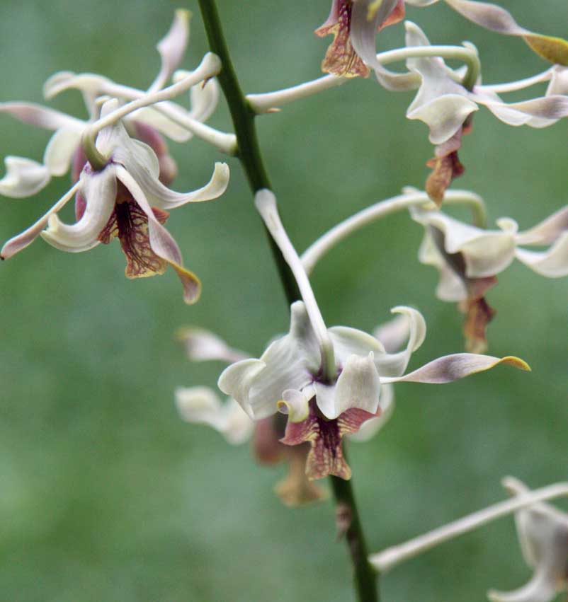 Dendrobium Najib Rosmah