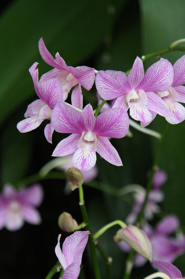 Dendrobium Joaquim Alberto Chissano