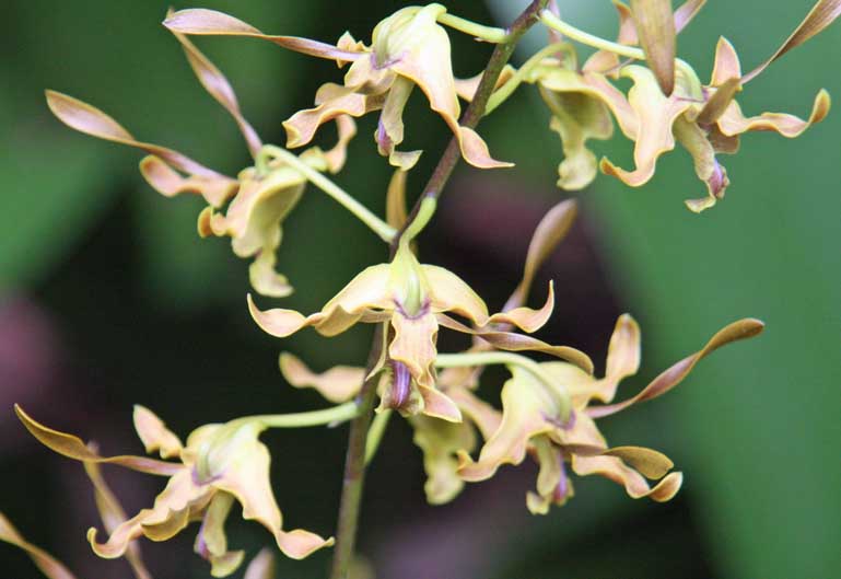 Dendrobium Tien