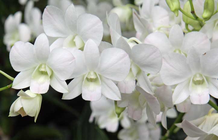 Dendrobium Faisal El-Fayez