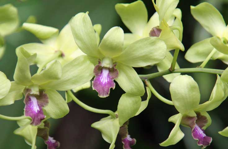 Dendrobium Quentin Bryce