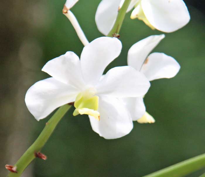 Vanda Mevr. L. Velthuis